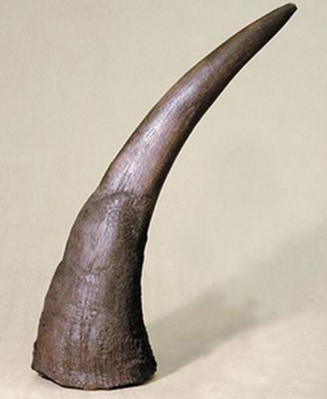 由于犀牛角的稀缺性和高价值,犀牛面临着严重的盗猎和非法贸易威胁