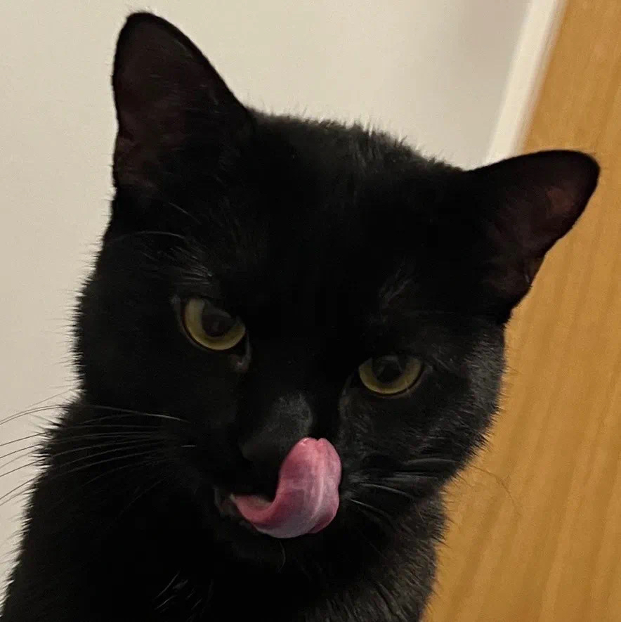 小黑猫头像 小黑猫,又称玄猫,是一种神秘而迷人的动物.