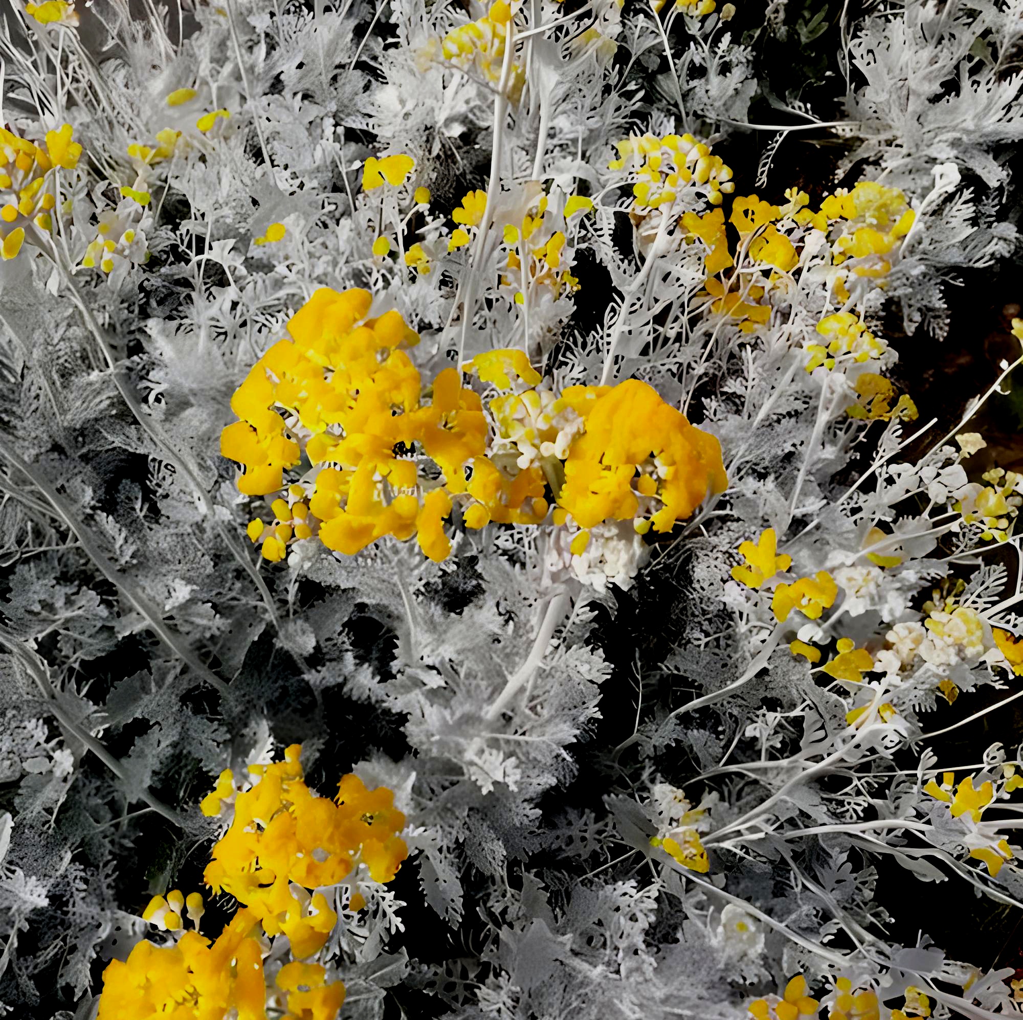 草本花卉植物《芙蓉菊》