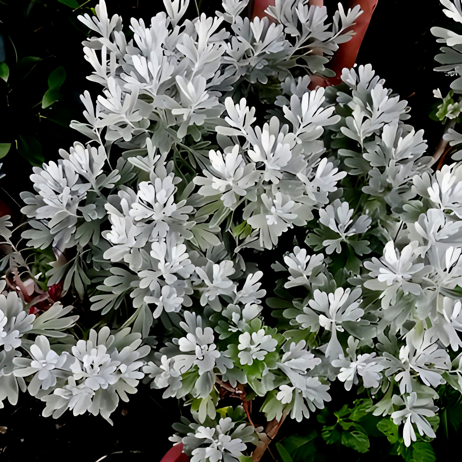 草本花卉植物《芙蓉菊》