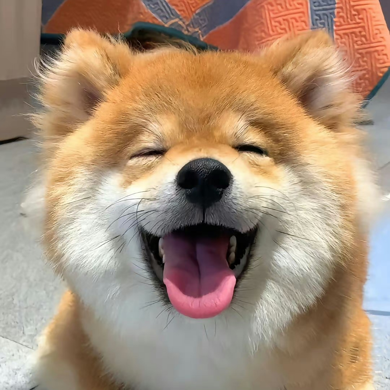 可以做头像的狗狗图片