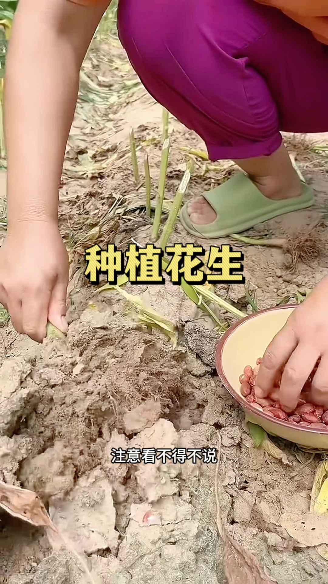 种植花生这个方法一举两得