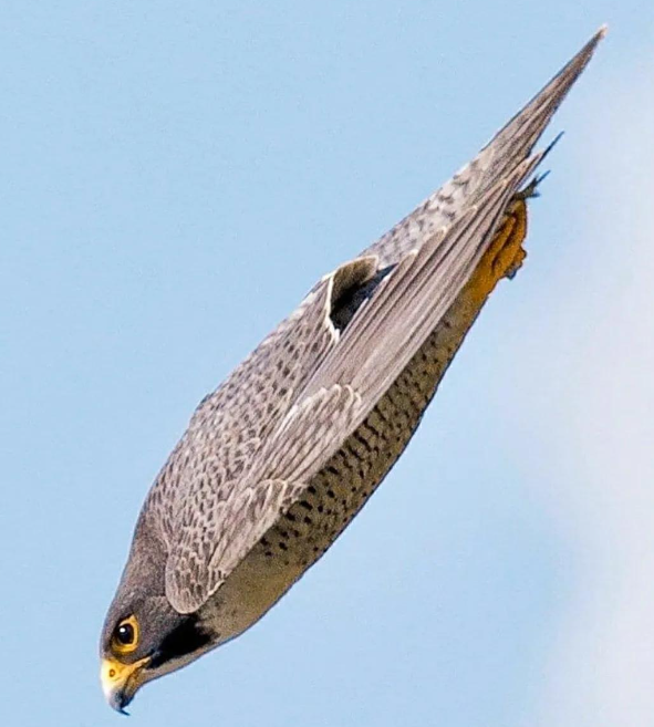 游隼是什么鸟类?游隼:速度与力量的完美结合