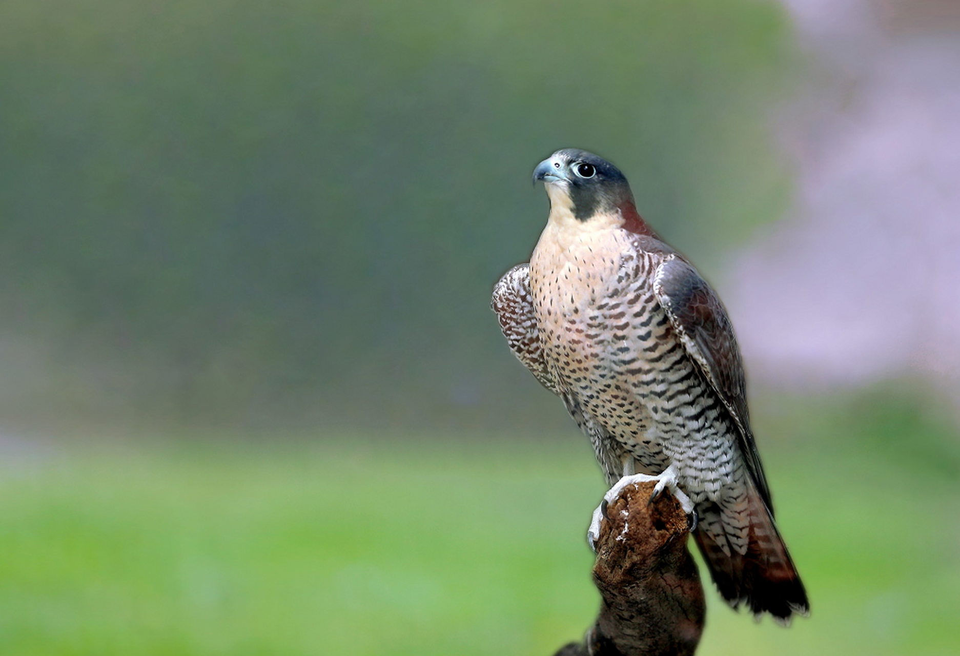 游隼主要栖息在山地,丘陵地带,捕食小型至中等体型的鸟类和哺乳动物.