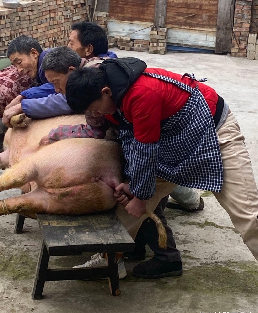 农村杀年猪照片图片