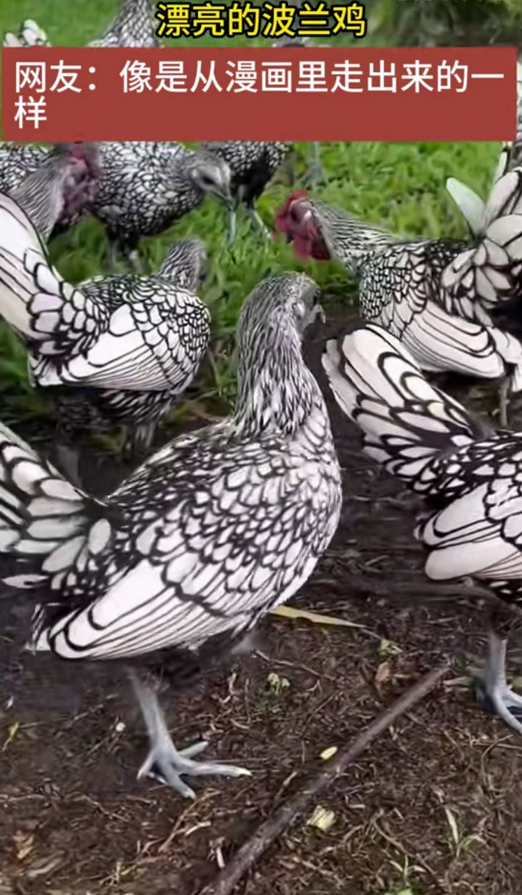 自带描边的荷兰鸡,像是从漫画里走出来的,太漂亮了!