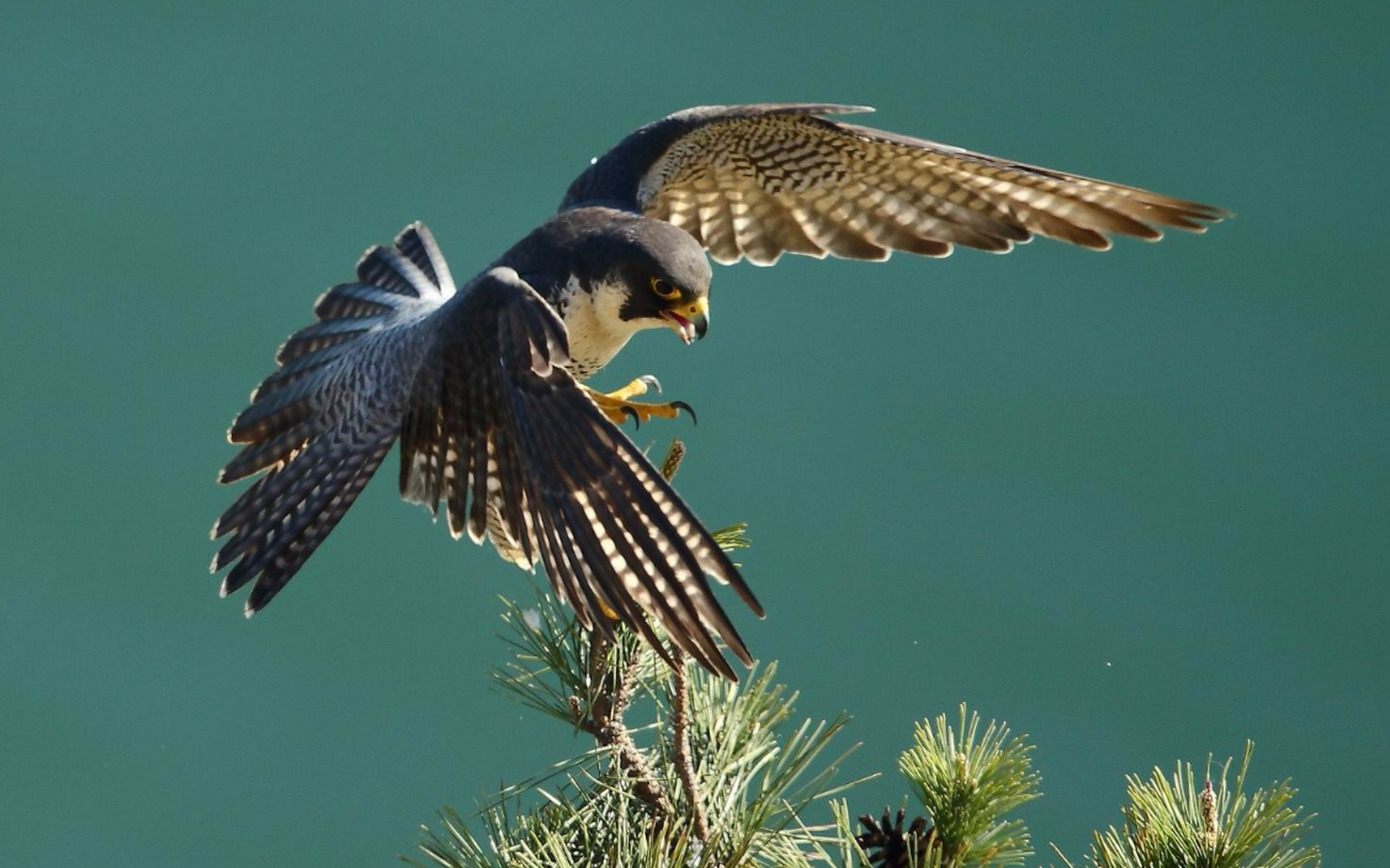 游隼主要栖息在山地,丘陵地带,捕食小型至中等体型的鸟类和哺乳动物.