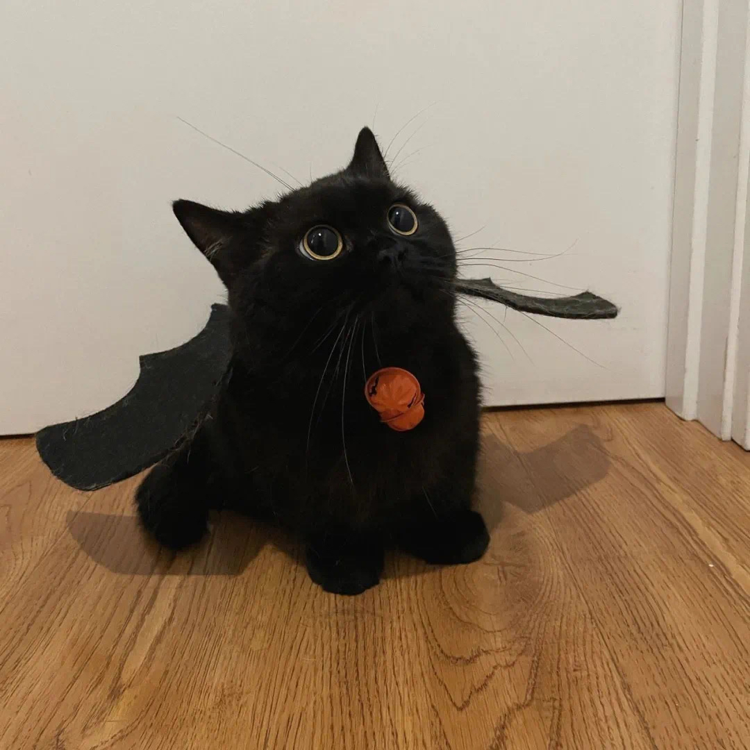 小黑猫头像 小黑猫,又称玄猫,是一种神秘而迷人的动物