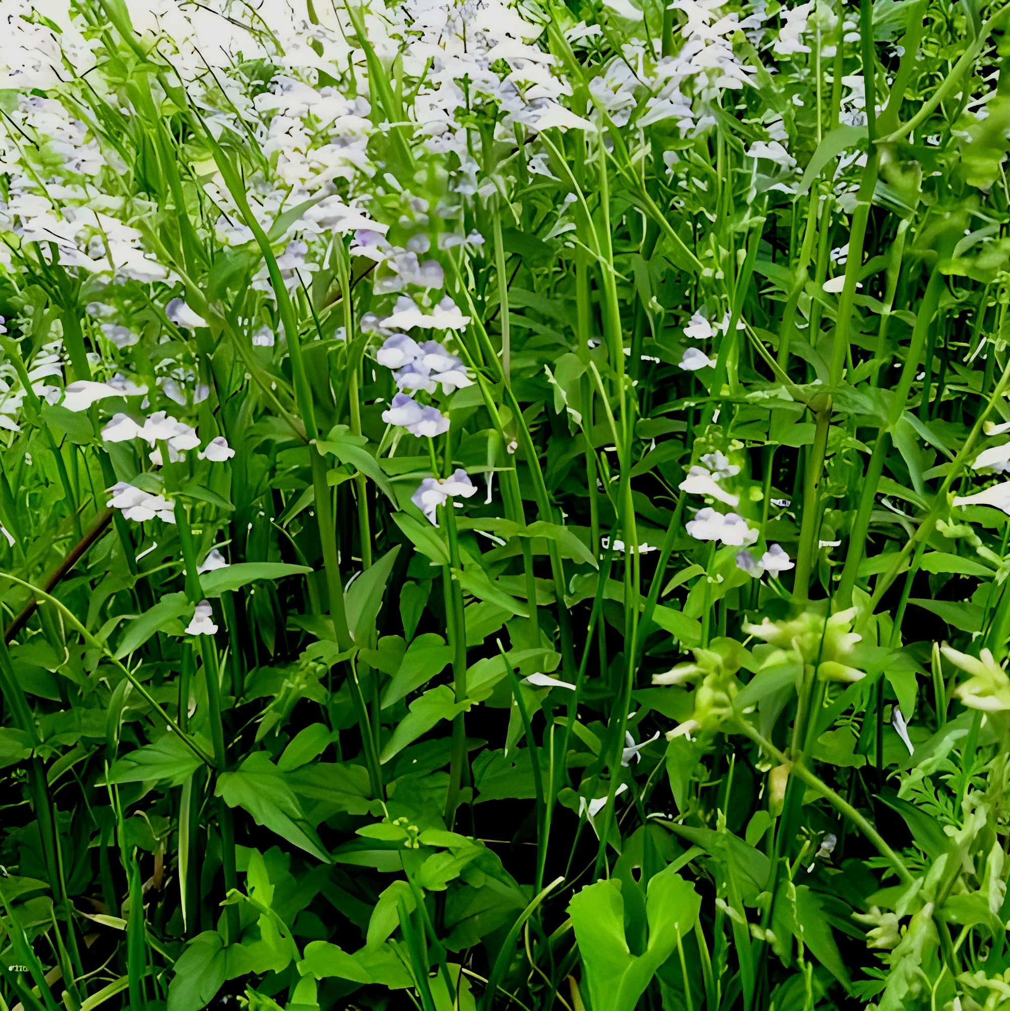 草本花卉植物《韩信草》