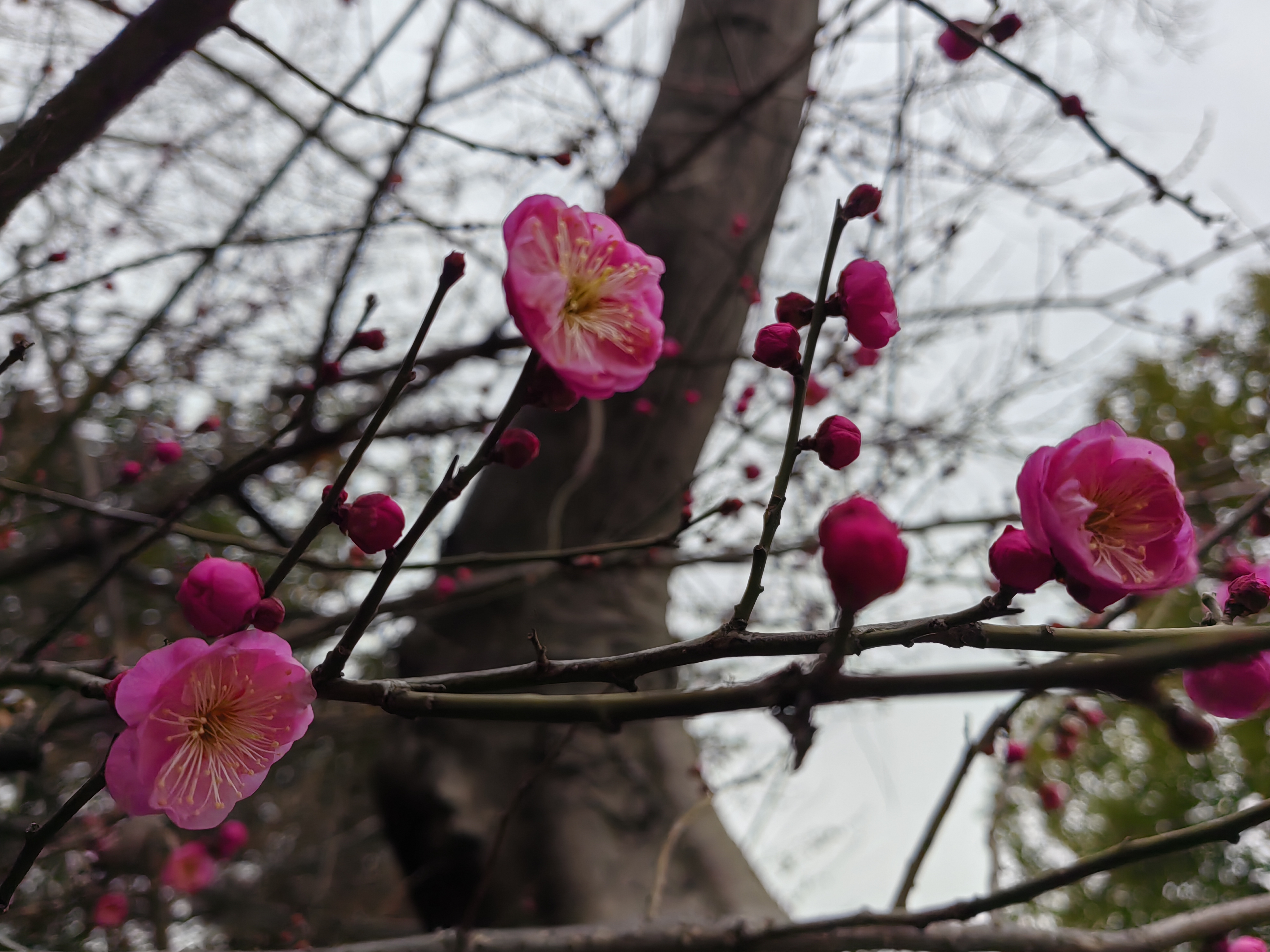 山中桂子月中客,求下联.