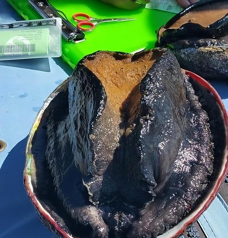这种大版本的鲍鱼就是美国的加州红鲍,顾名思义,加州红鲍的外壳就是