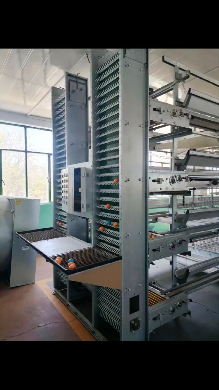 自动化笼养设备,养殖鸡笼,框架式层叠式蛋鸡笼养设备,鸡笼养鸡设备,热