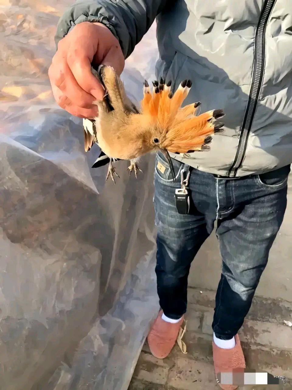 这样的鸟我们叫他沙和尚,你们那叫啥?