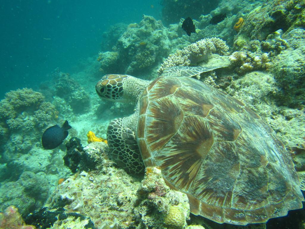 被称为动物界屎王的海参,一年拉28斤便便,却靠一己之力拯救海洋