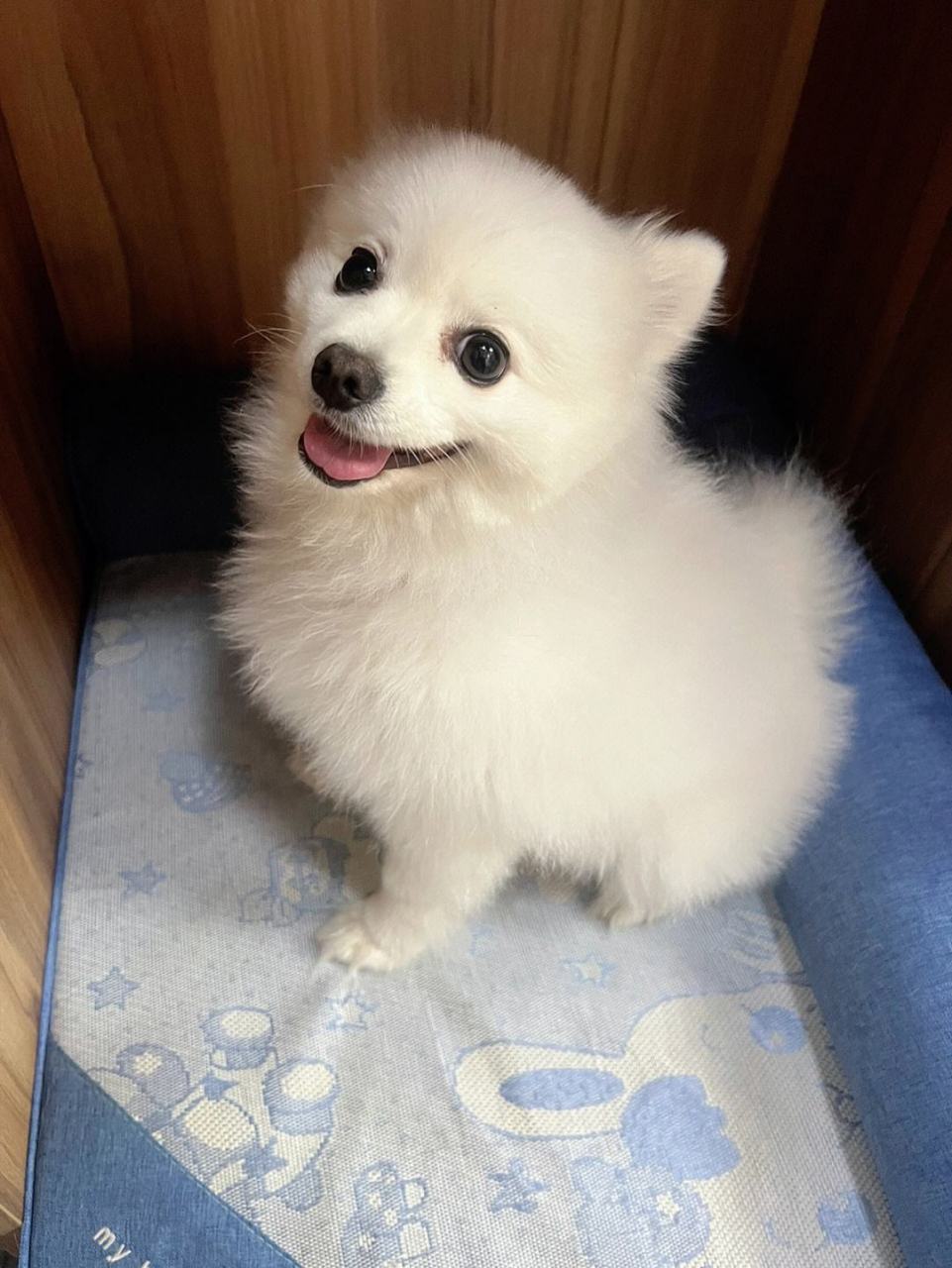 博美犬是一种聪明,机敏,活泼的小型犬种,主人需要对其进行适当的训练