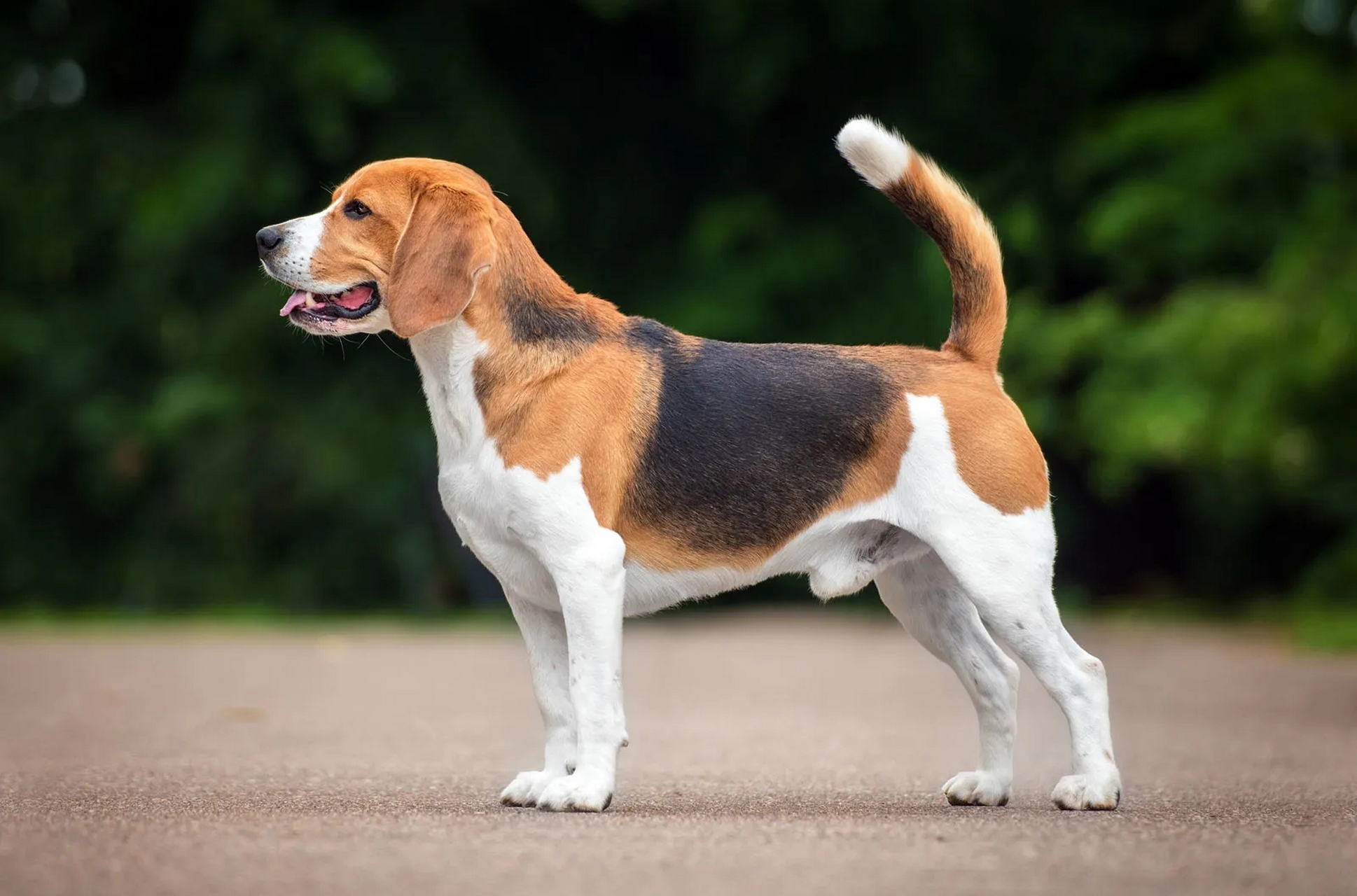 虽然要防范狂犬病,但也不应对所有狗有恐惧心理.[原文:狗都有狂犬病毒