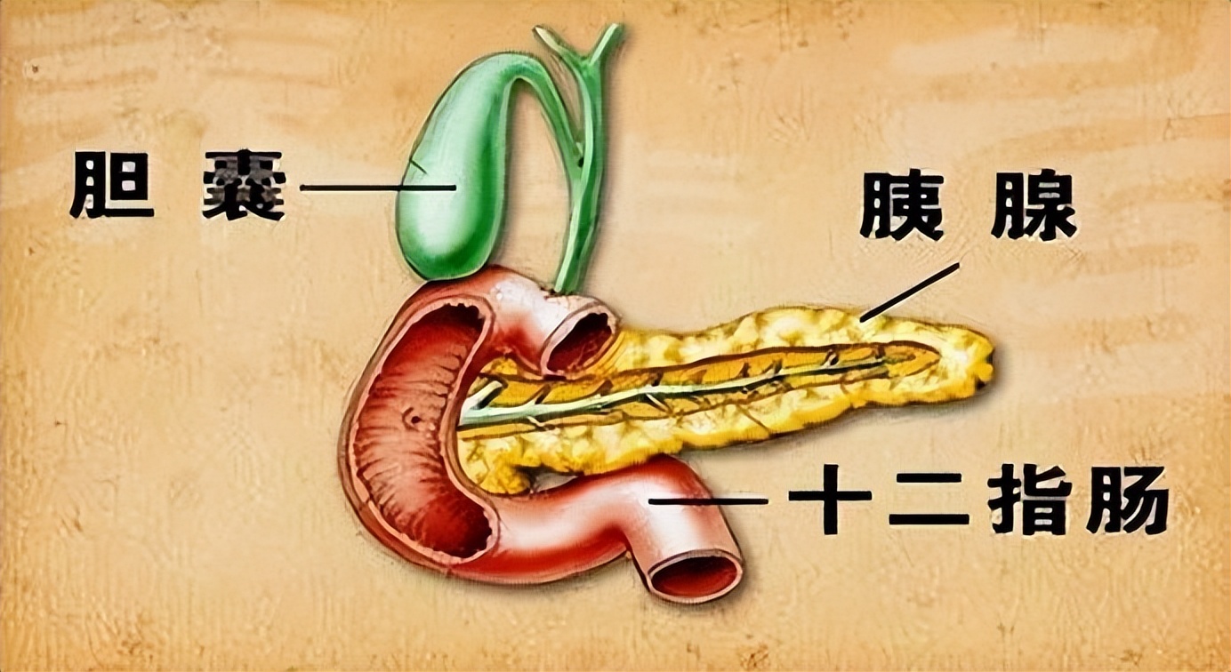 胰腺长什么样图片图片