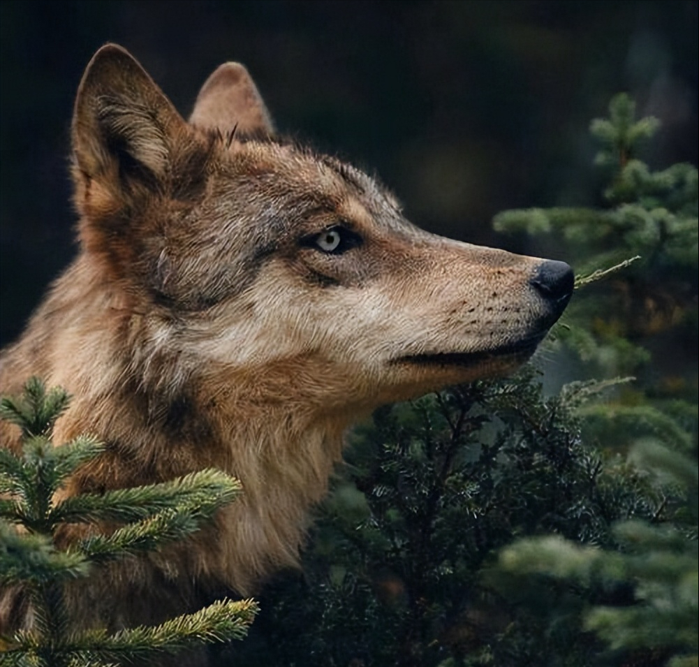 狼:一种有社会结构的存在,狼王的一声嚎叫,就能召集其它狼群?