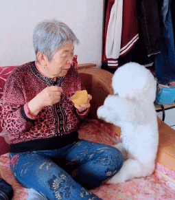 活泼好动,精力旺盛被养得好的比熊,每天都是活蹦乱跳的,好像有使不完