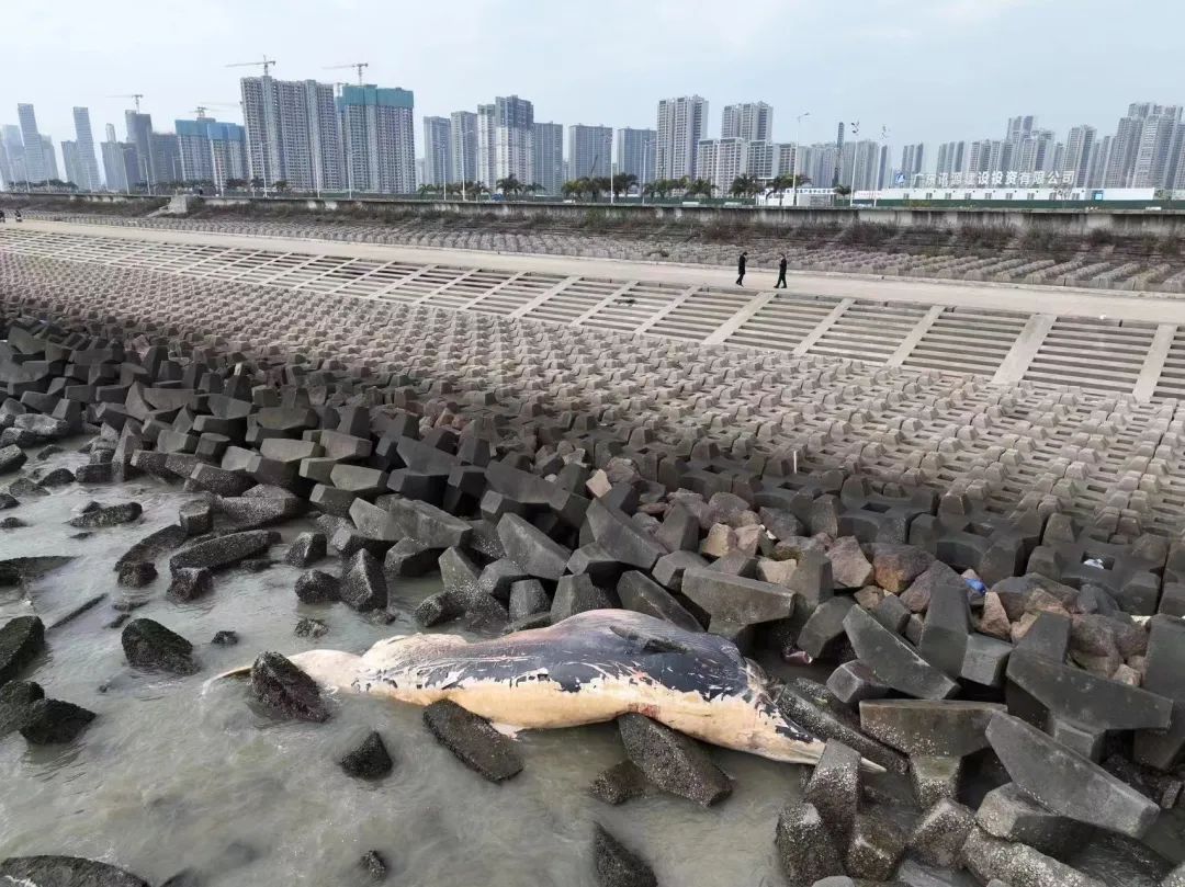 鲸鱼死亡图片