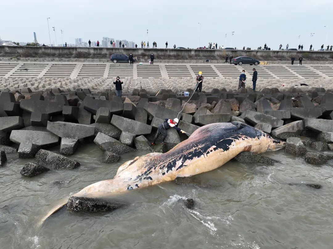 鲸鱼死亡图片