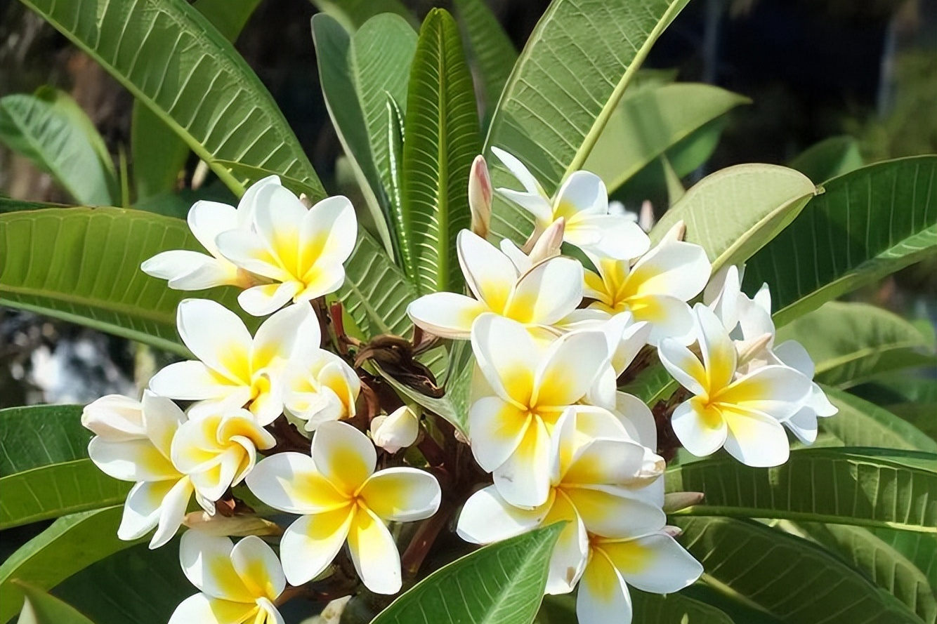 鸡蛋花是一种适合新手种植的花卉,外观精致美观,抗病性好,花期长,叶片