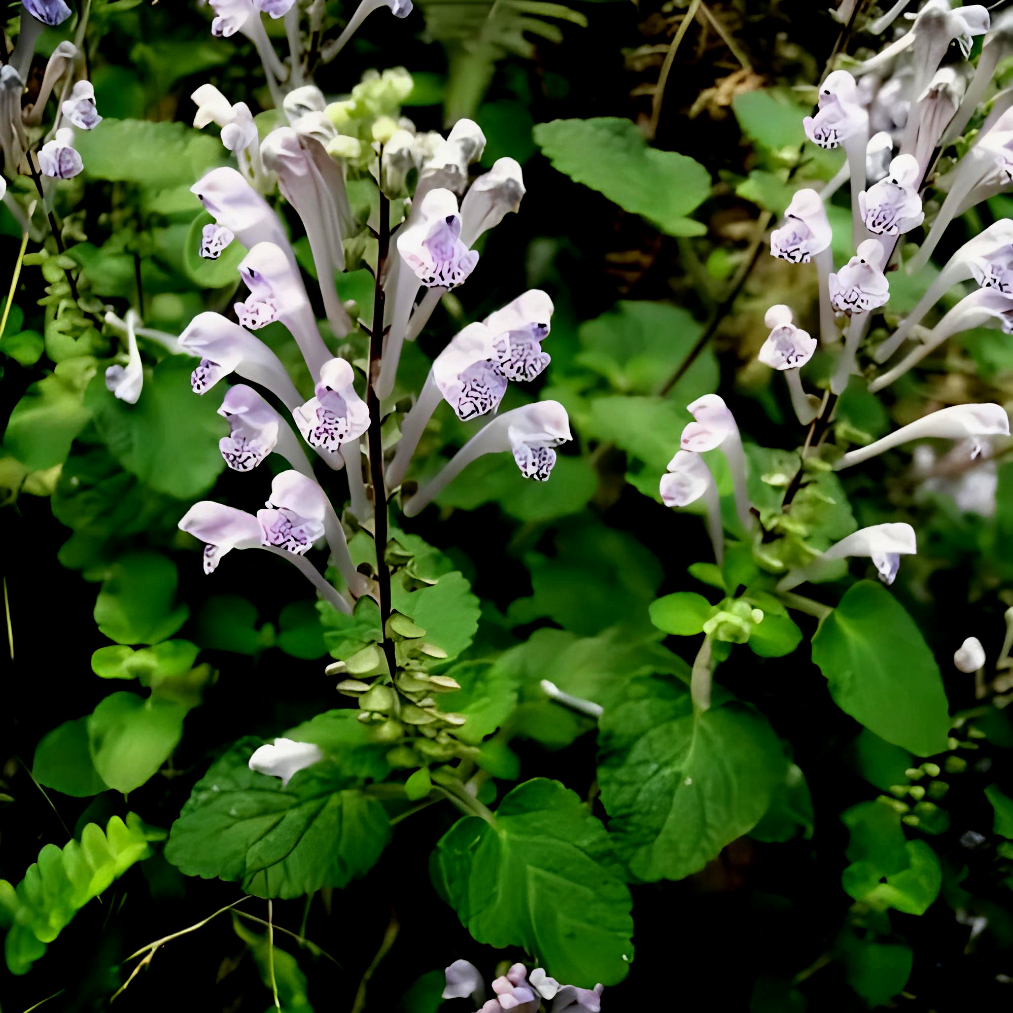 草本花卉植物《韩信草》