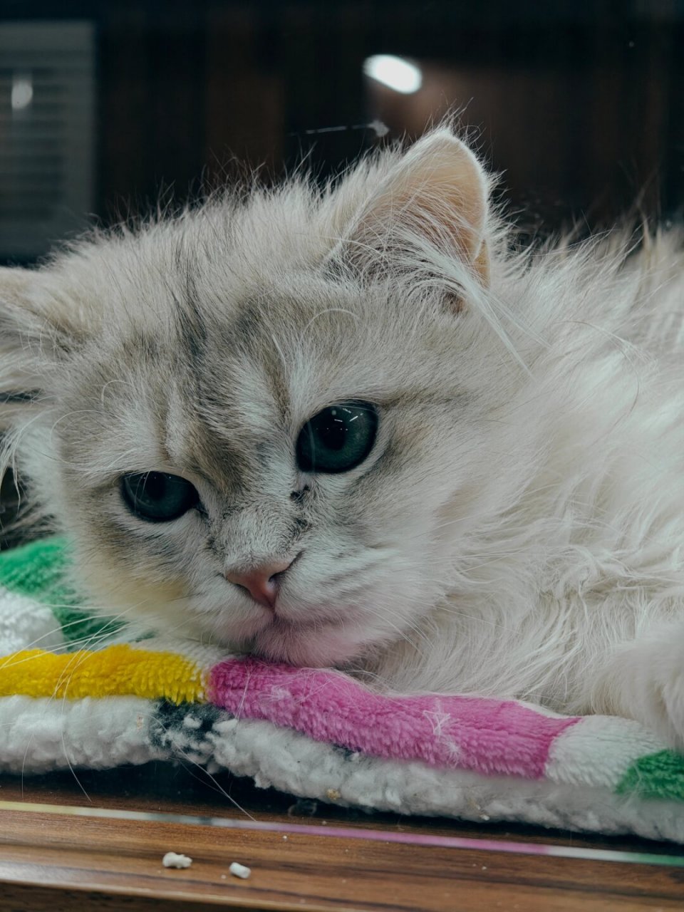 小狮子猫的霸道治愈  哎呀,我就是你们的小可爱猫咪哦~ 9378 每天