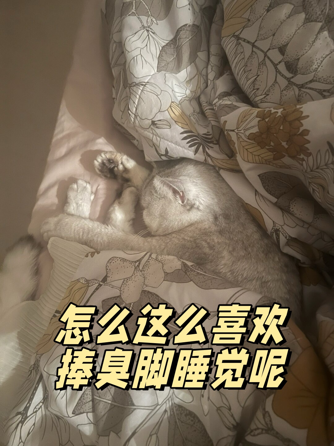 怎么这么喜欢捧臭脚睡觉呢