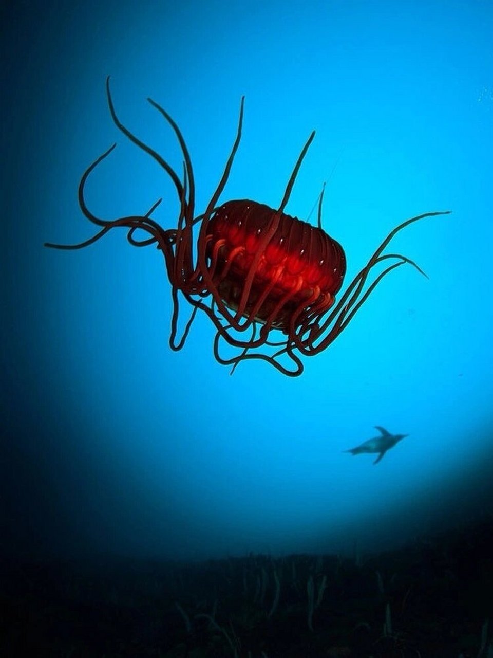 每天认识一种神奇动物礁环冠水母  礁环冠水母:深海的神秘闪光者  礁