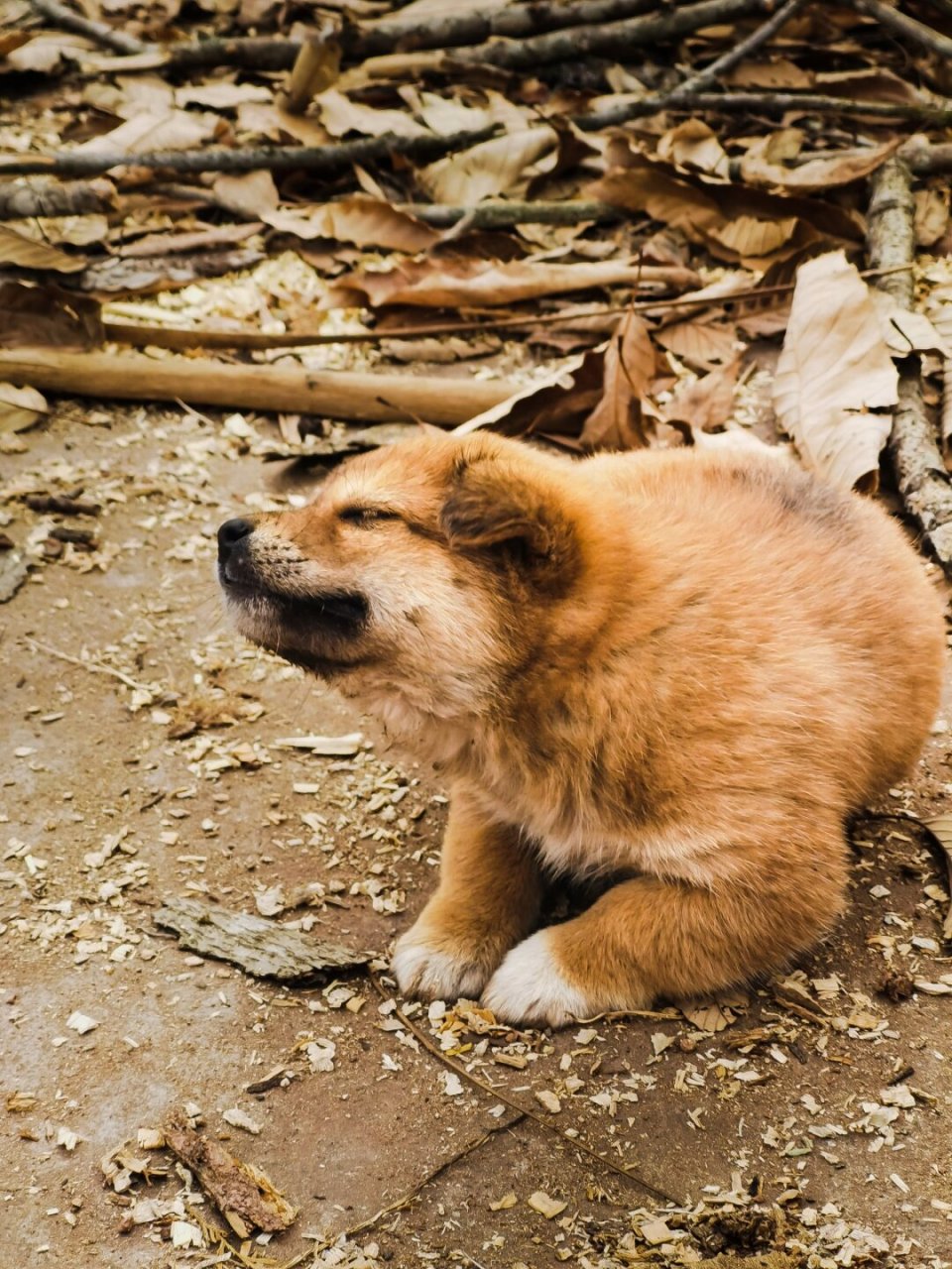 小狗照片真实图片土狗图片