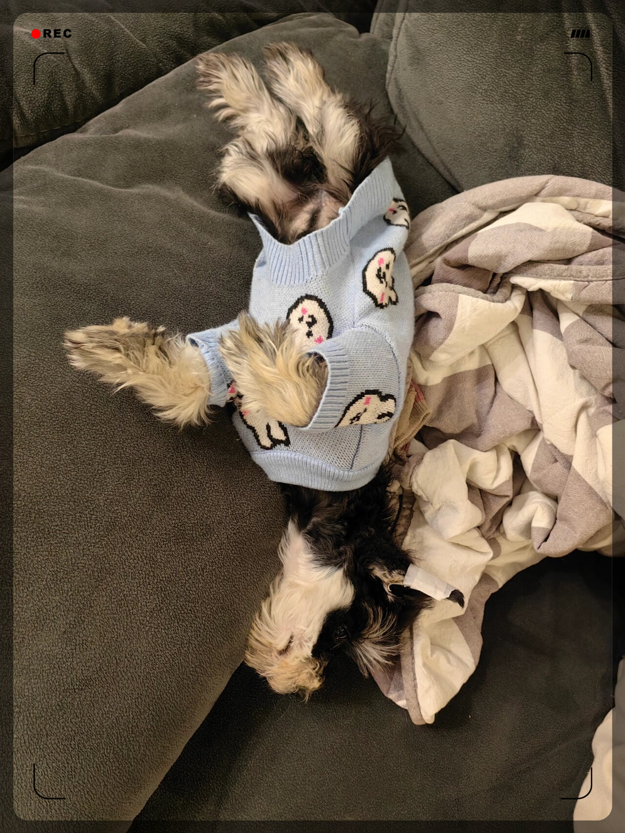 迷人的黑银色雪纳瑞  拥有迷人毛发和优雅气质,是一种极具吸引力的犬