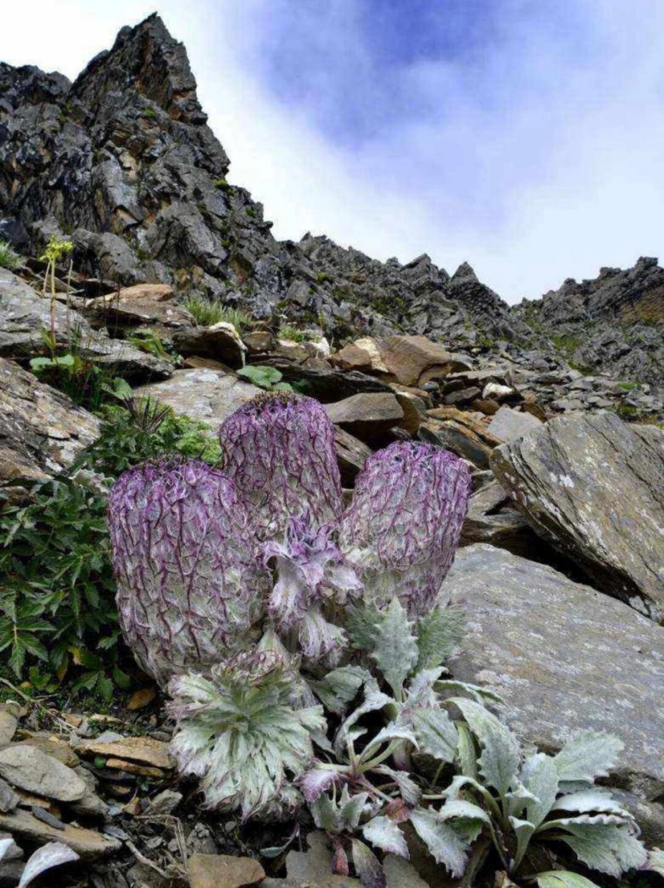 每天带你认识一种花|水母雪兔子  嗨,大家好!我是你们的花卉小导游,每