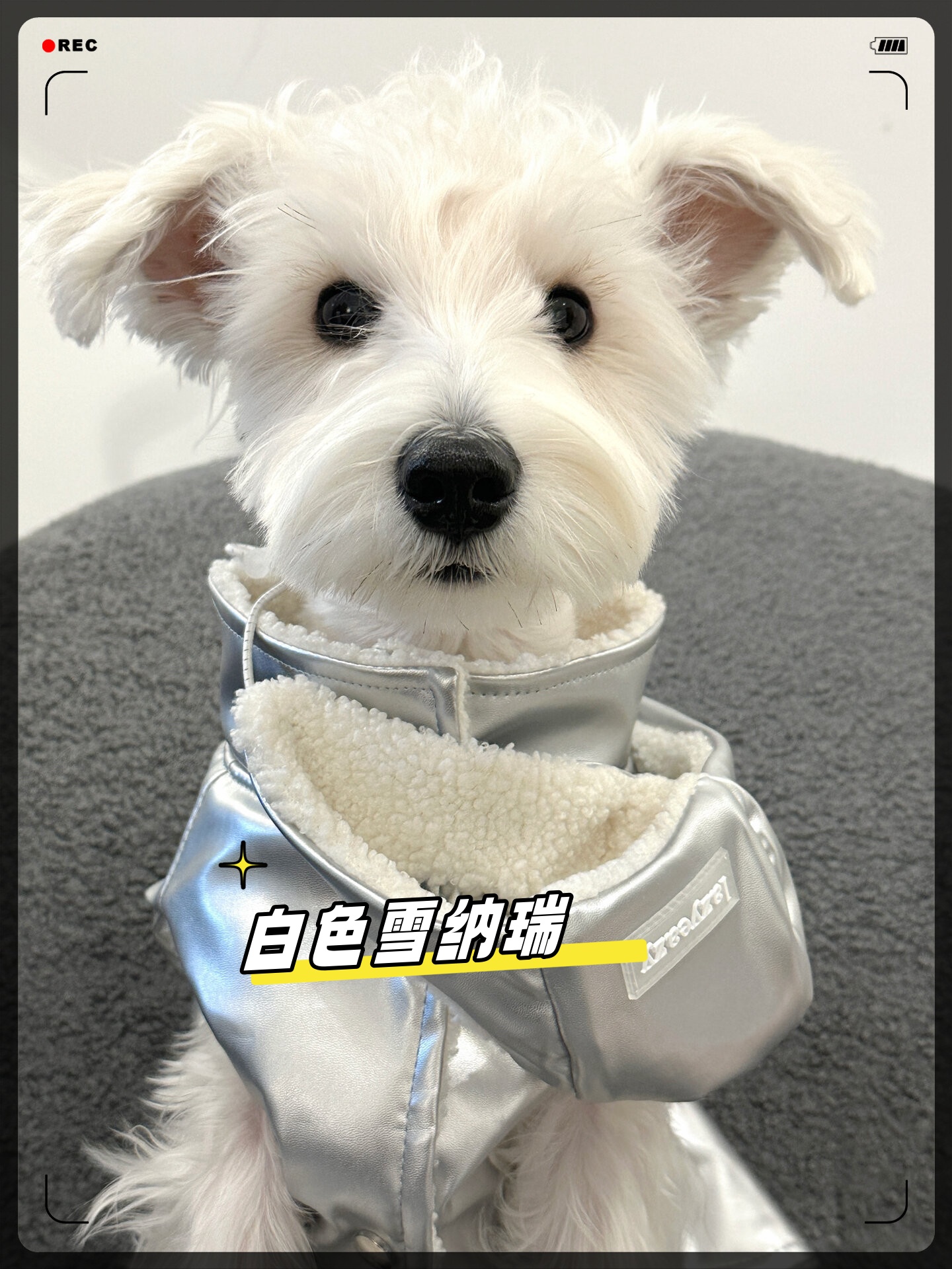 狗图片白雪纳瑞白雪纳瑞图片白色雪纳瑞犬白色雪纳瑞造型雪纳瑞犬白色