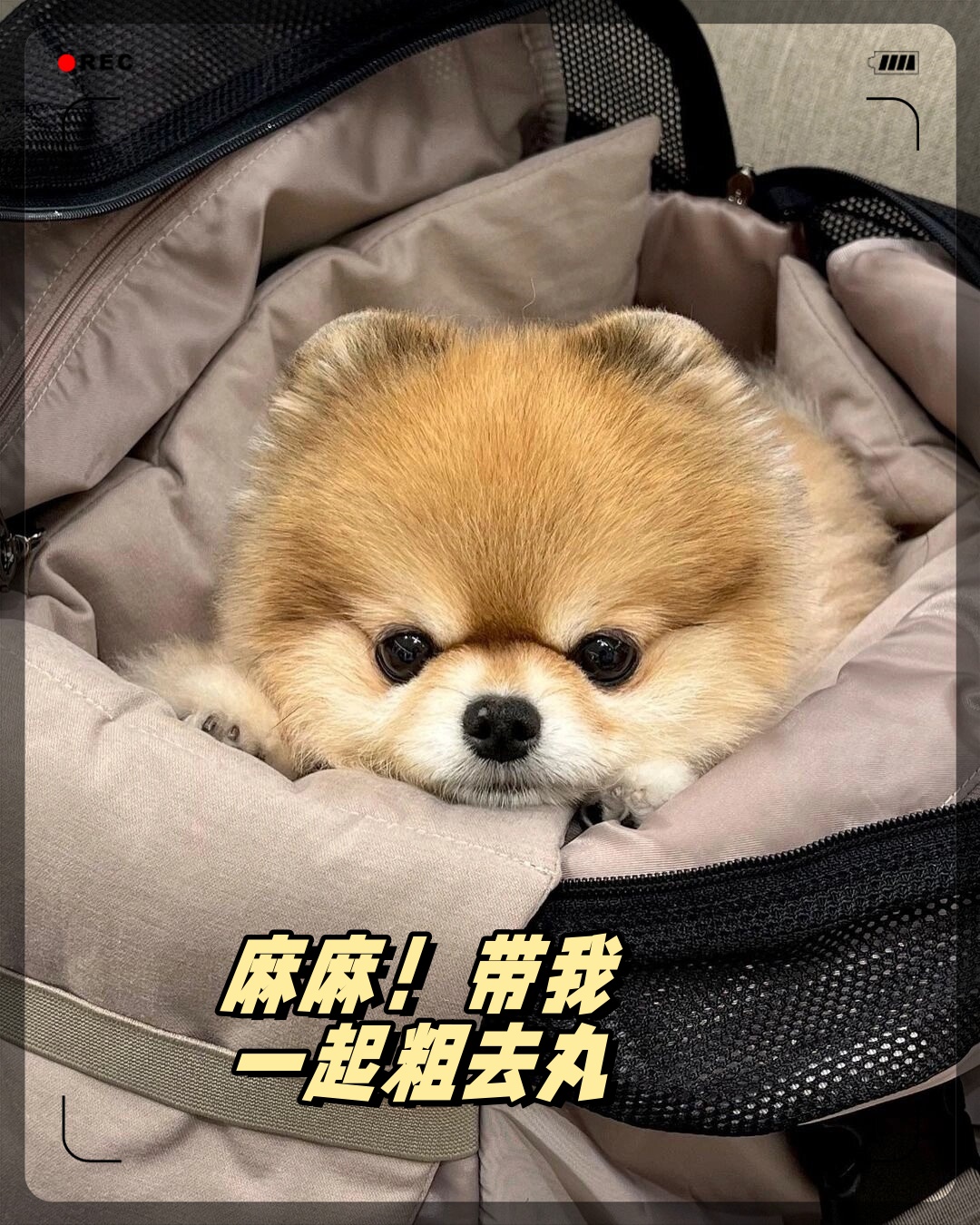 带我一起粗去丸!