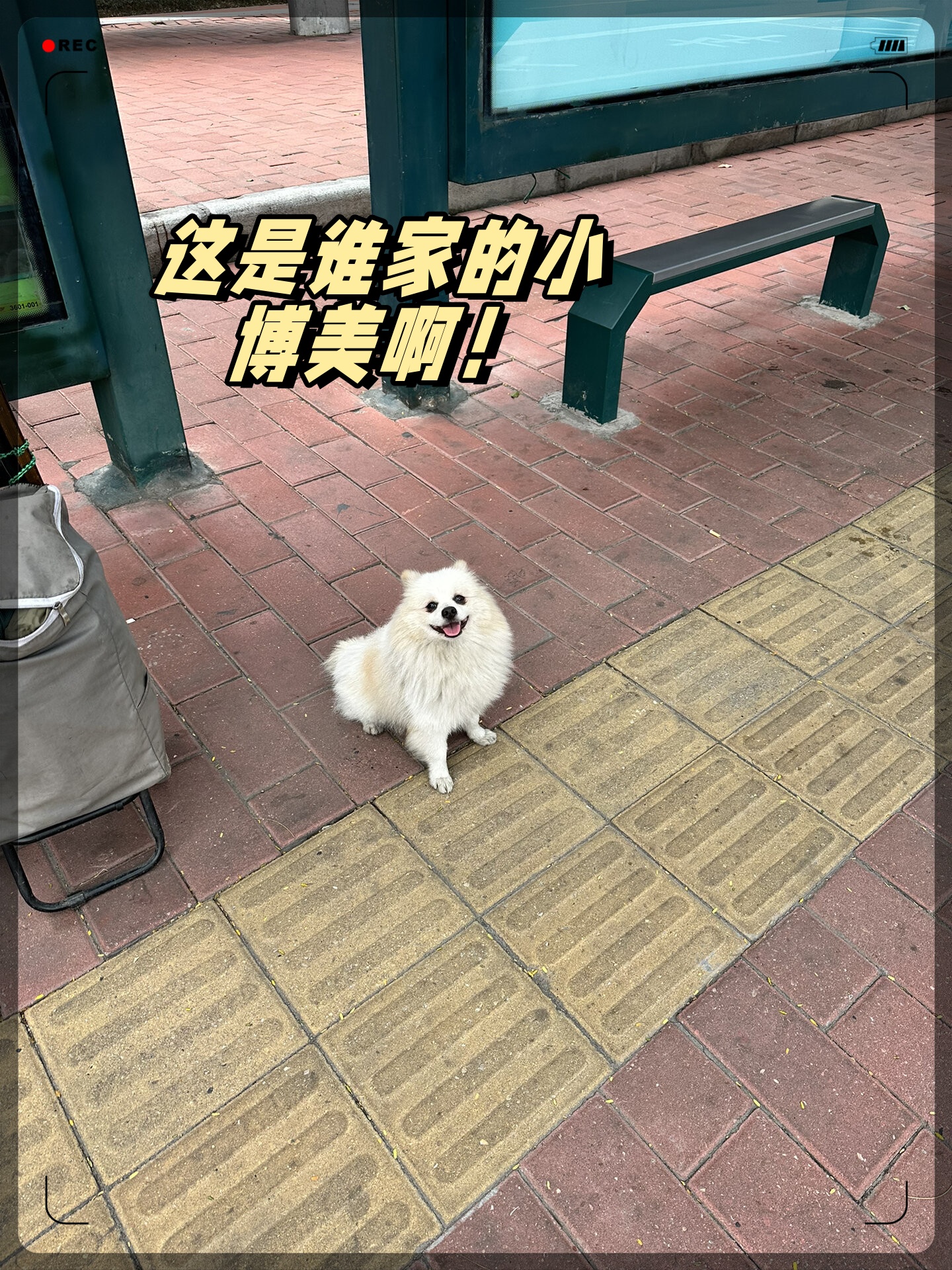 这是谁家的小博美啊