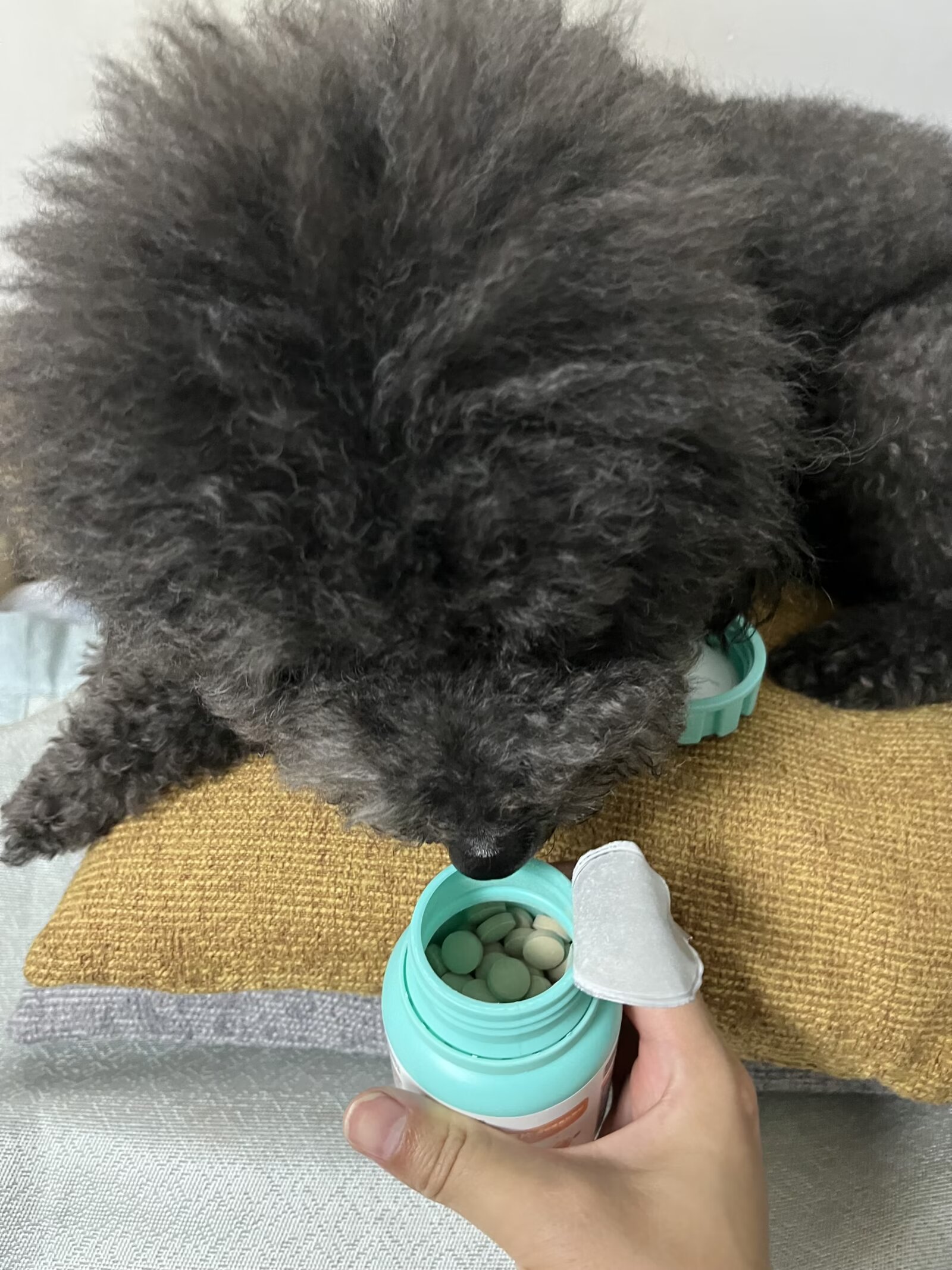 一般来说狗狗有异食癖的话会买微量元素吃而且都是幼犬