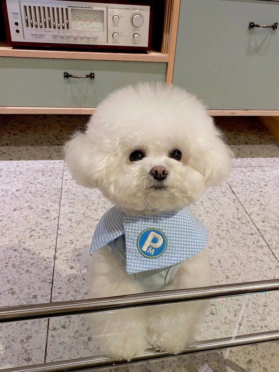 养比熊真的是不后悔的决定  在狗狗中,比熊的性格真的非常温顺!  1.