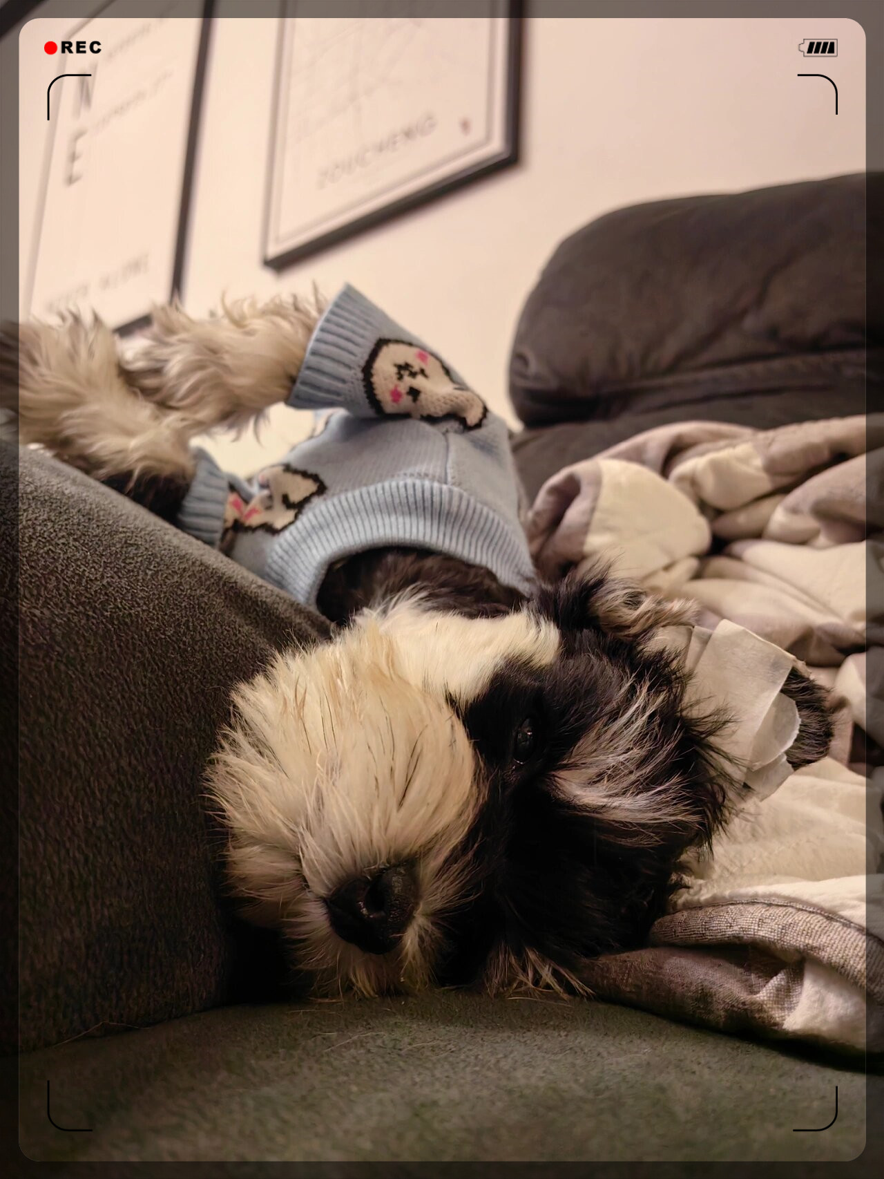 迷人的黑银色雪纳瑞  拥有迷人毛发和优雅气质,是一种极具吸引力的犬