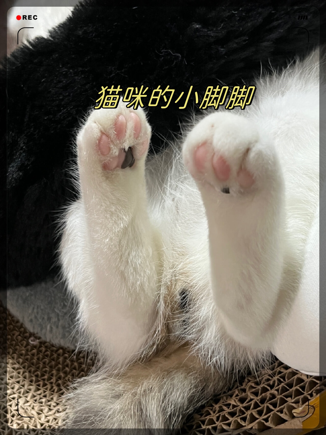 不是我说好想吃掉猫咪脚脚呀哈哈哈哈 #我要上热门