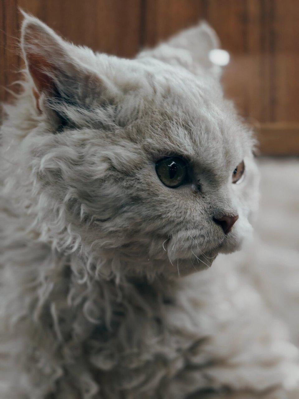 小狮子猫的霸道治愈  哎呀,我就是你们的小可爱猫咪哦~ 9378 每天