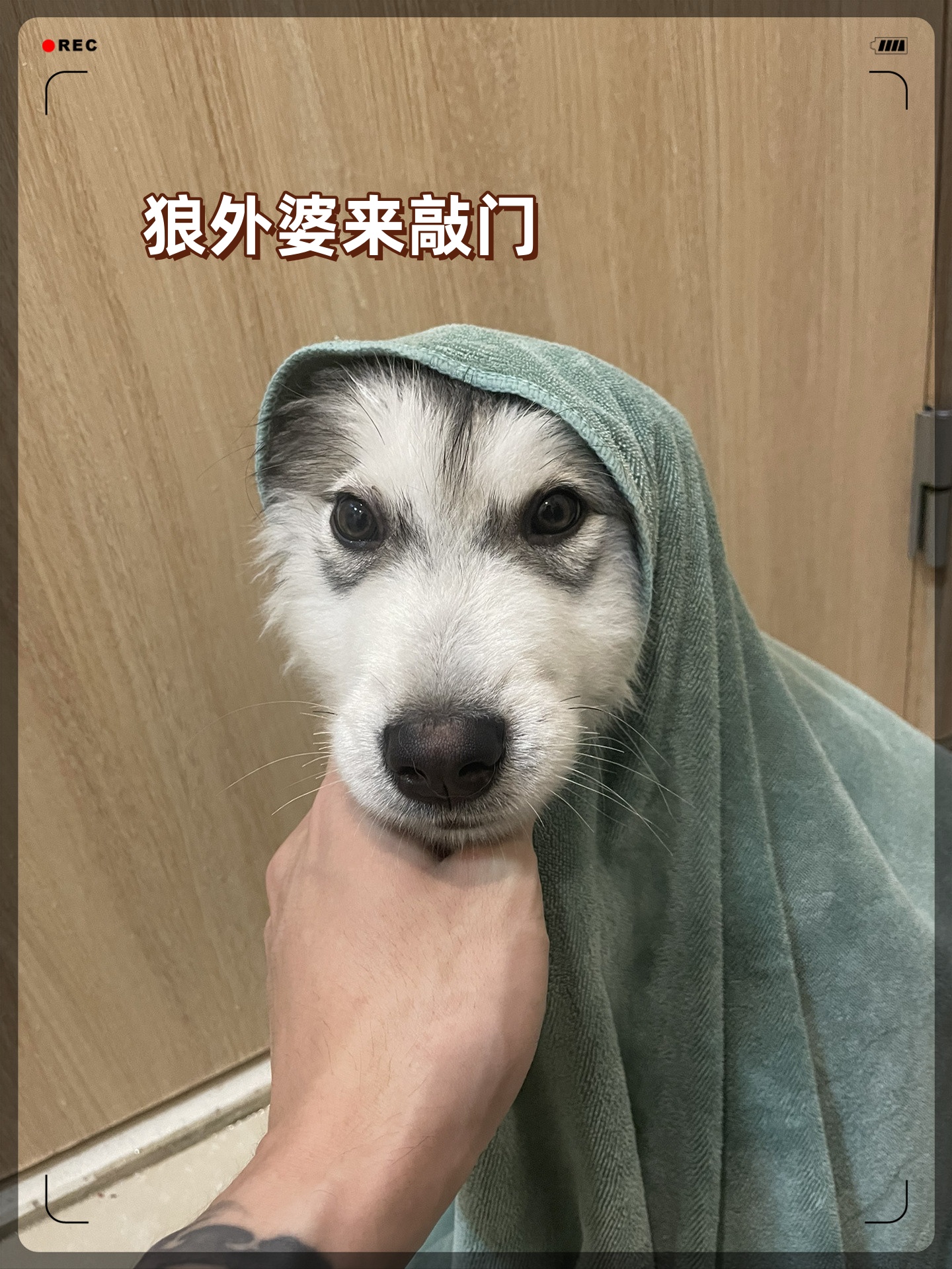遇见了最狡猾的狼外婆,她的小眼神竟然让我笑出了声