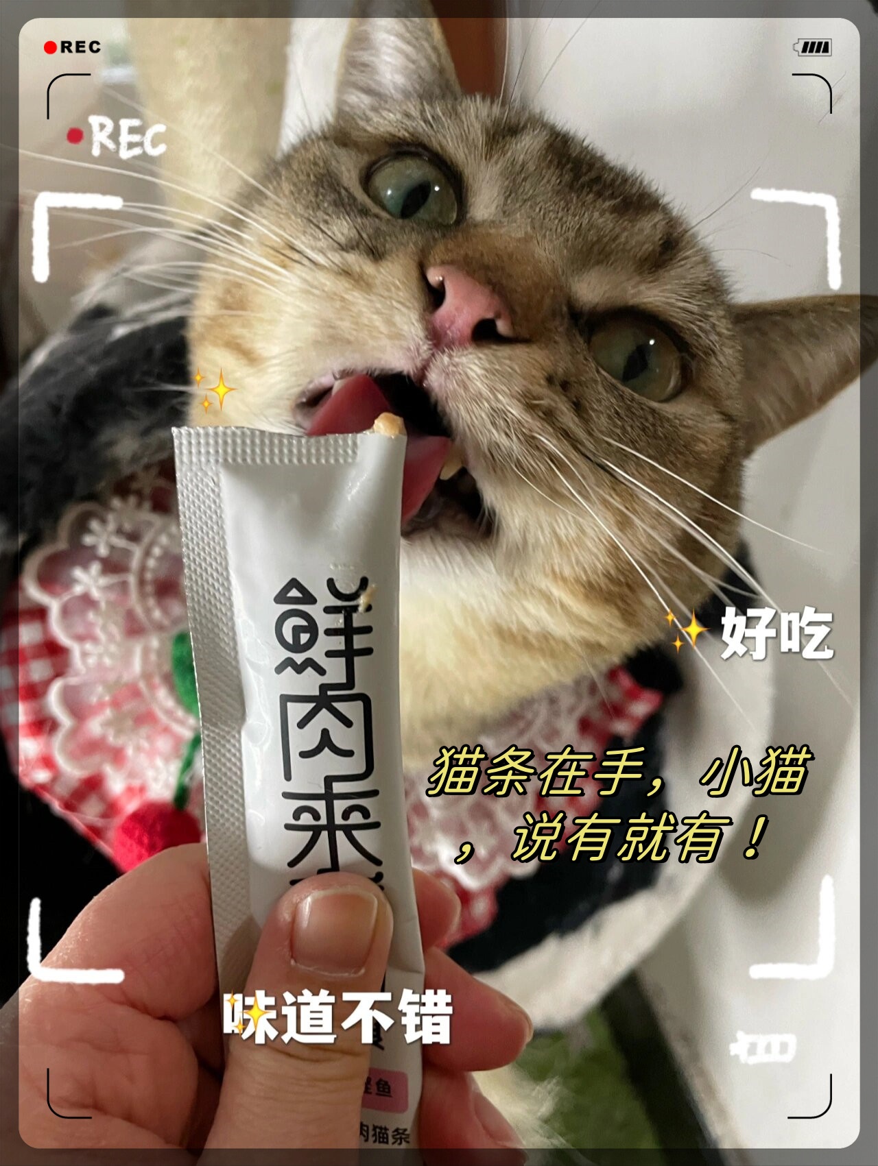 我家小憨真的太不粘人了为了多点互动经常给它囤猫条这次入手的艾