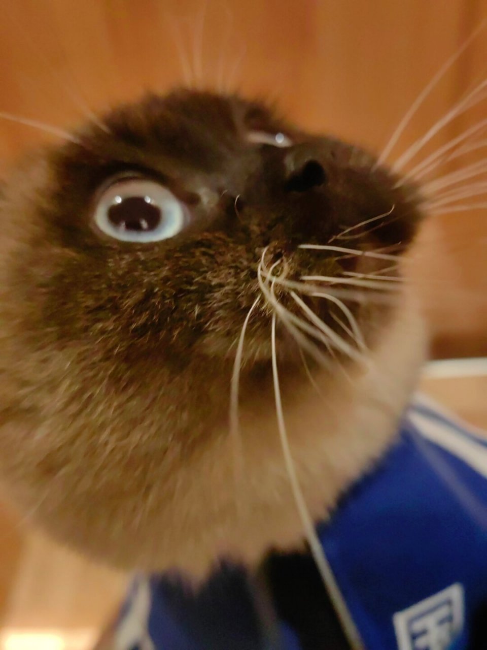 这小猫的胡子怎么这么长?明明是个小猫看起来却像老头猫啦!