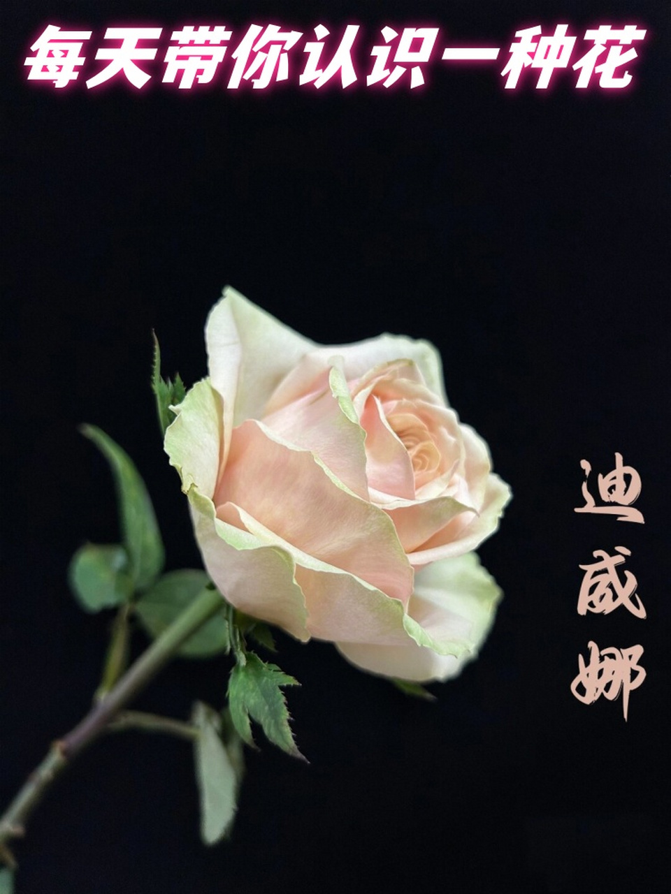 每天带你认识一种花  迪威娜玫瑰:矜持与优雅的象征  迪威娜玫瑰,一种