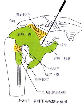 肩周图片位置示意图图片