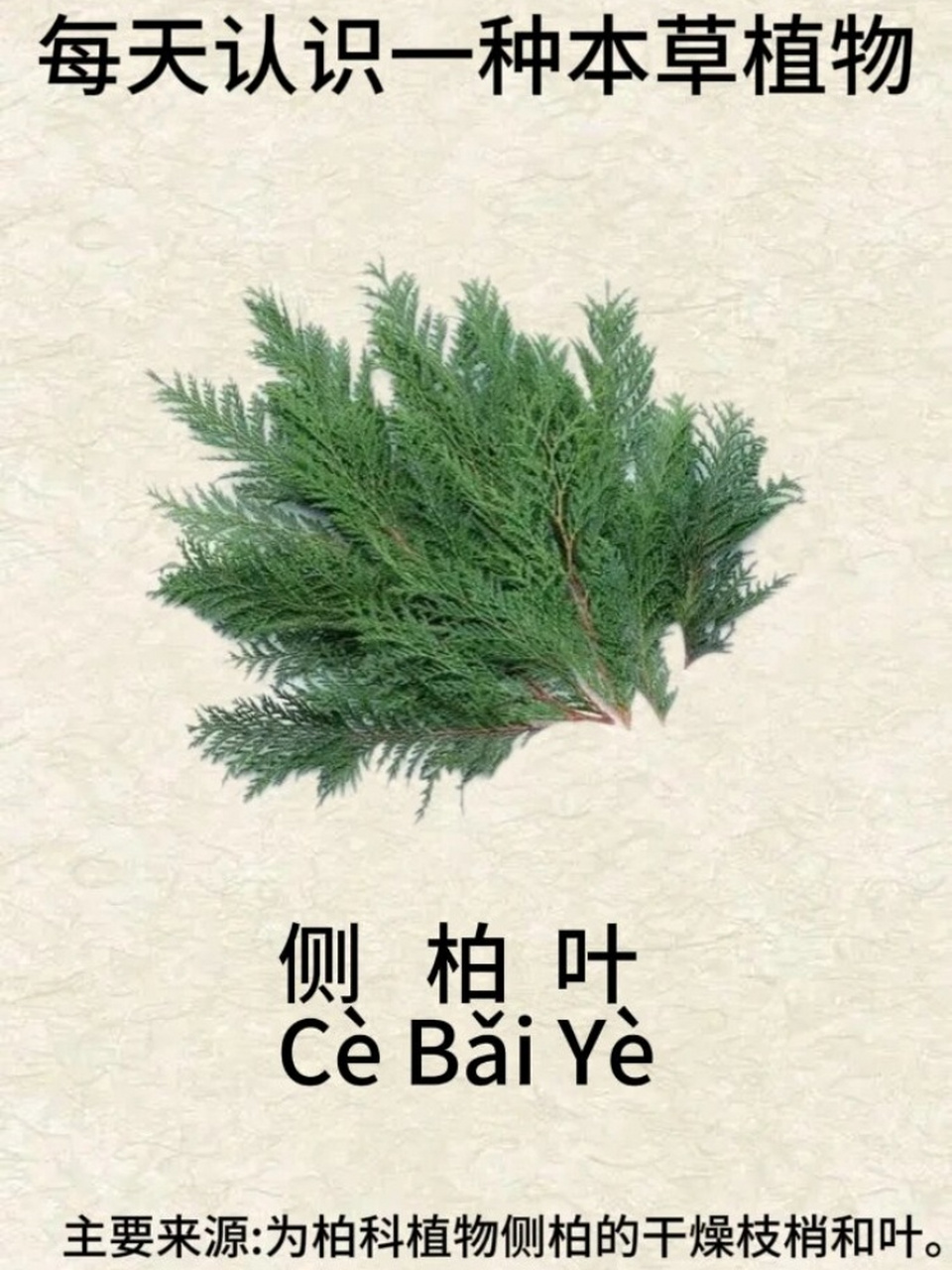 每天认识一种本草植物-侧柏叶  别名柏叶,丛柏叶,生长在全国大部分