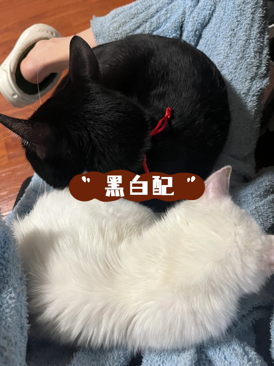 黑白配  一只黑猫,一只白猫,它们就像是生活的两面镜子,相互映衬,彼此