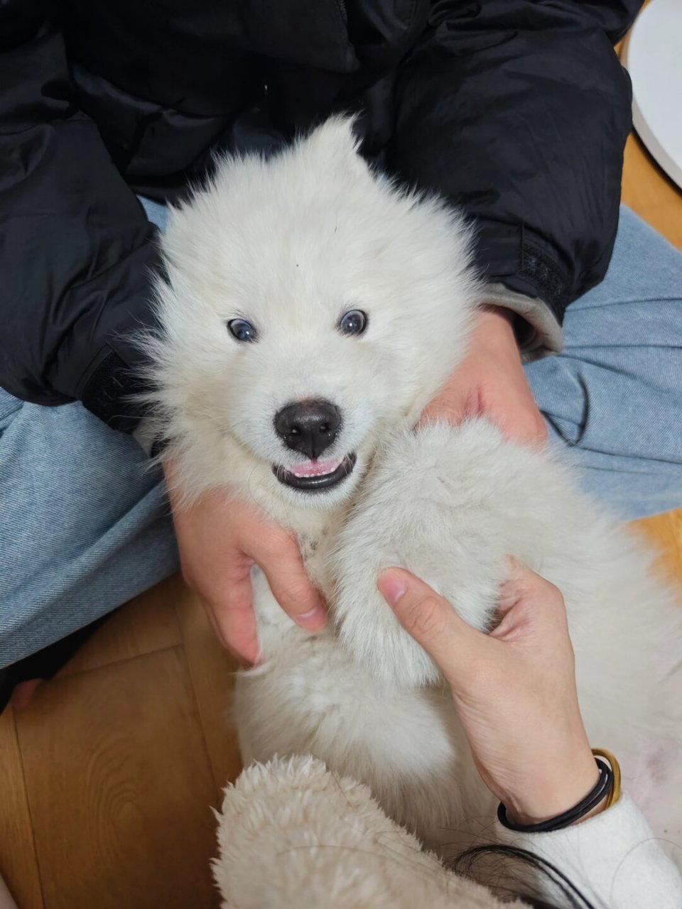 它是雪碧(我的可爱小狗)  很乖