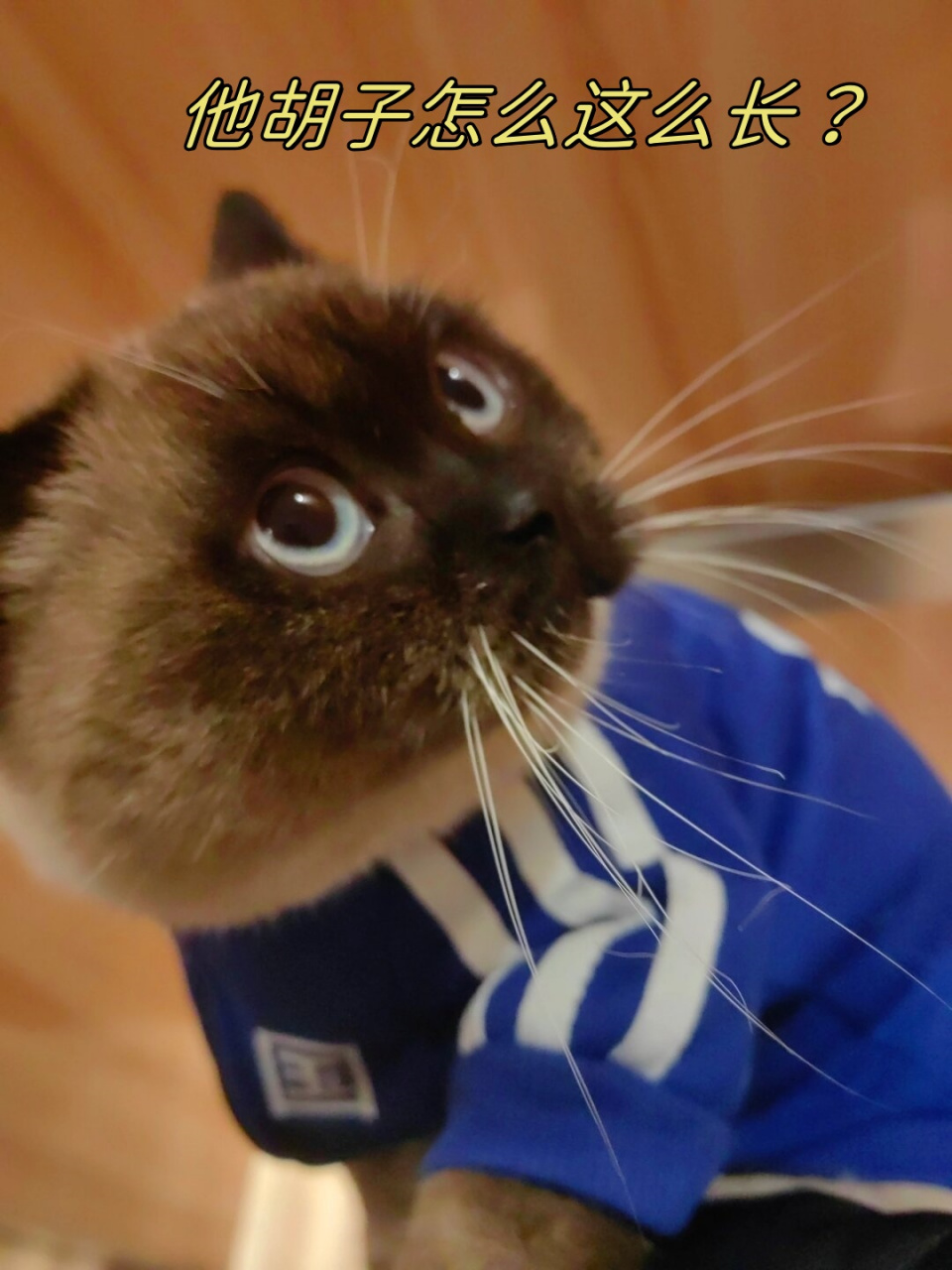 这小猫的胡子怎么这么长?明明是个小猫看起来却像老头猫啦!